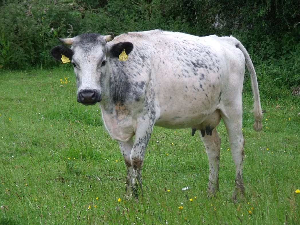 Doolin Cave farmland nature trail - Irish Moiled Cow(1)