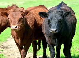 The Dexter's come in three colors, black, brown and red.