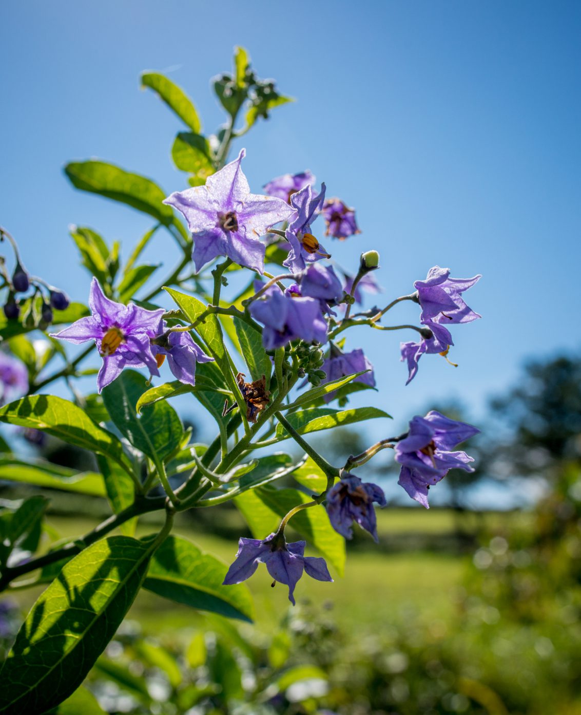 Stalactite Discovery 1